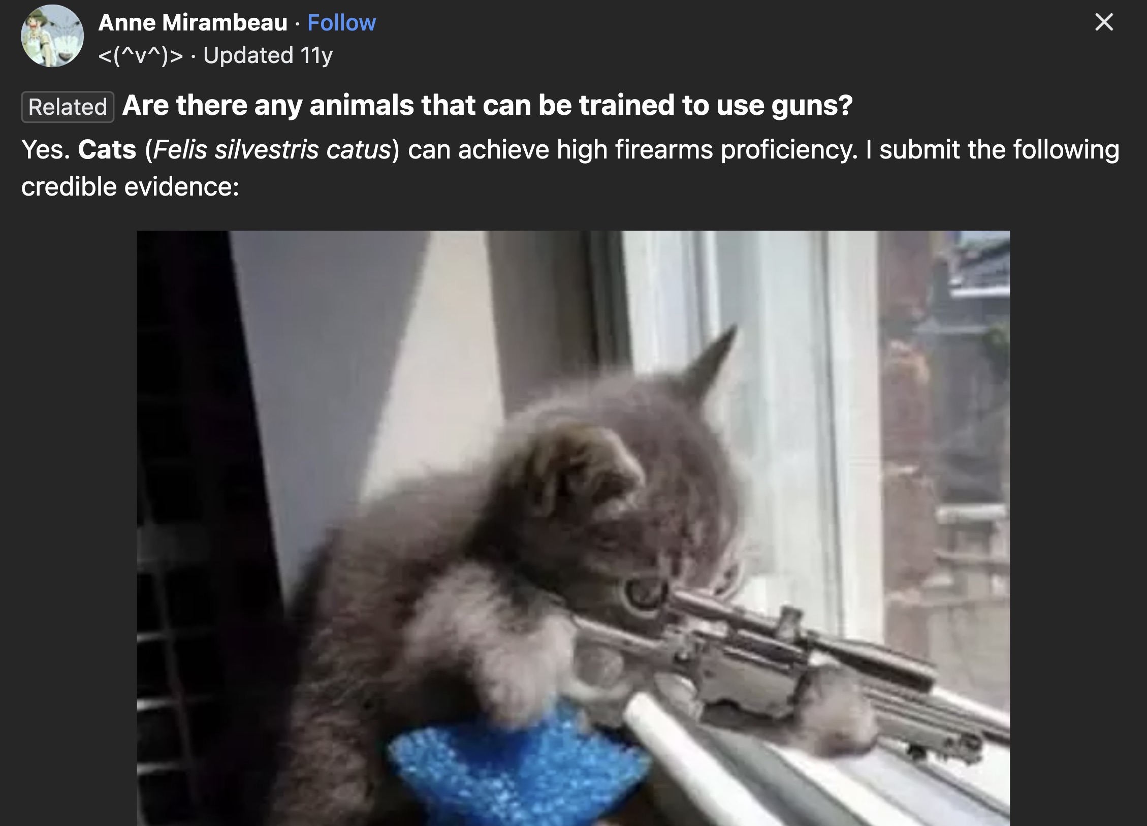 sniper kitty - Anne Mirambeau  Updated 11y Related Are there any animals that can be trained to use guns? Yes. Cats Felis silvestris catus can achieve high firearms proficiency. I submit the ing credible evidence